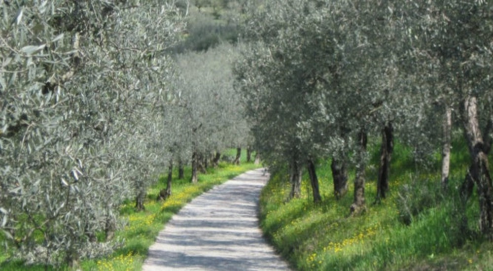 Itinerario la Via degli Ulivi: Rivotorto, Spello, Assisi